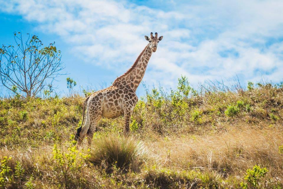 Rain Farm Game Lodge uMhlali Eksteriør bilde